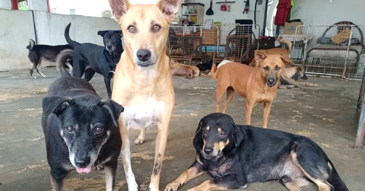 MDDB Hadapi Krisis Kewangan, 400 Anjing Terancam